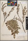 Foto von Salix cinerea L. x Salix repens L.